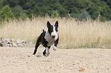 BULL TERRIER 061